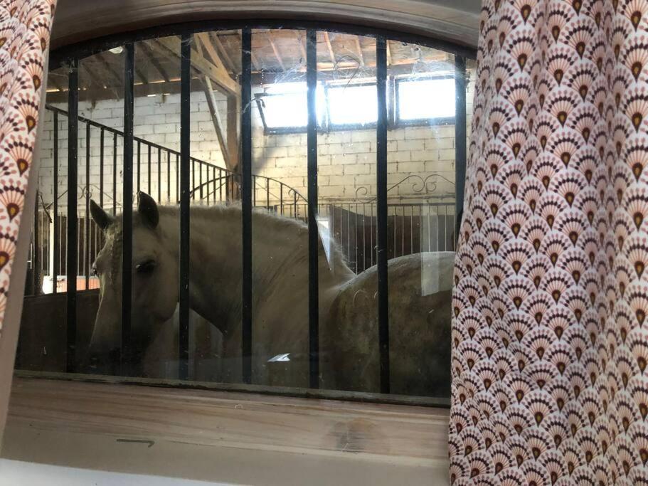 Logement Insolite Au Coeur D'Une Ecurie Arles Exterior foto